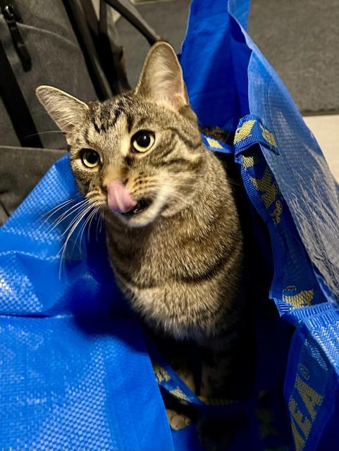 A photo of Mini, still sitting in the bag, caught mid-mlem (tongue covering his nose), with a bit of motion blur on his face.