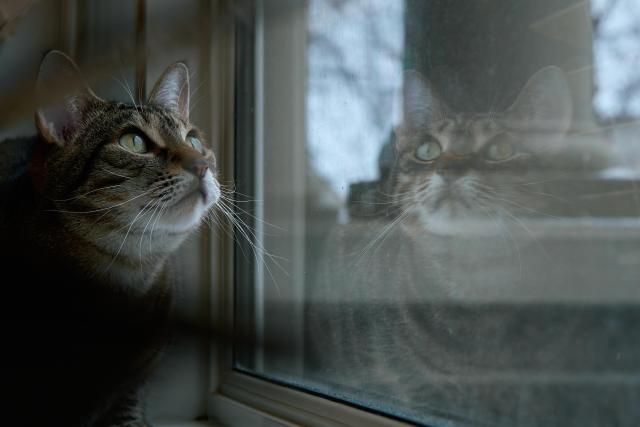 Photograph of a small tabby cat sitting in front of a window. The cat's reflection is visible in the window.