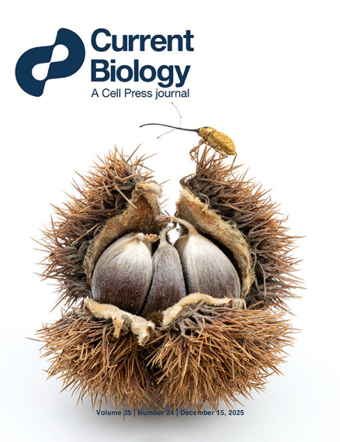 The cover of a scentific journal "Current Biology, a Cell Press Journal" from December 2025, showing a yellowish weevil with an insanely long snout standing atop a brown, spiky, open chestnut seed pod, on a pure white background.