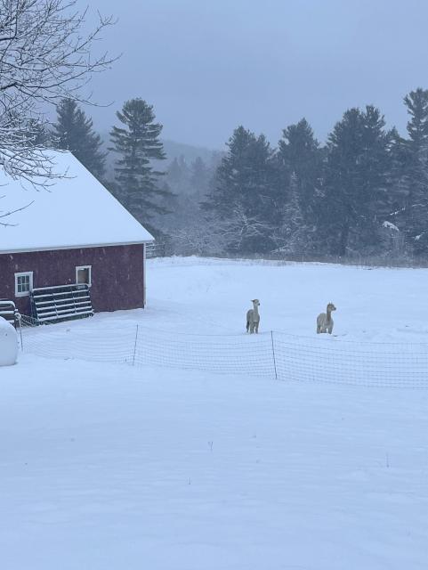 Two alpacas standing in a snow covered field.