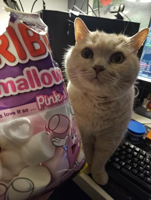 A photo of my cream British Shorthair cat Mori sitting on my desk and looking at me pointedly while I hold an open bag of Haribo marshmallows in my other hand at the edge of the frame (he doesn't actually want them, he just wants attention)