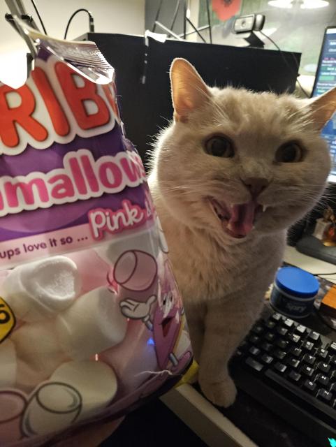 A photo of my cream British Shorthair cat Mori sitting on my desk and meowing at me while I hold an open bag of Haribo marshmallows in my other hand at the edge of the frame (he doesn't actually want them, he just wants attention)