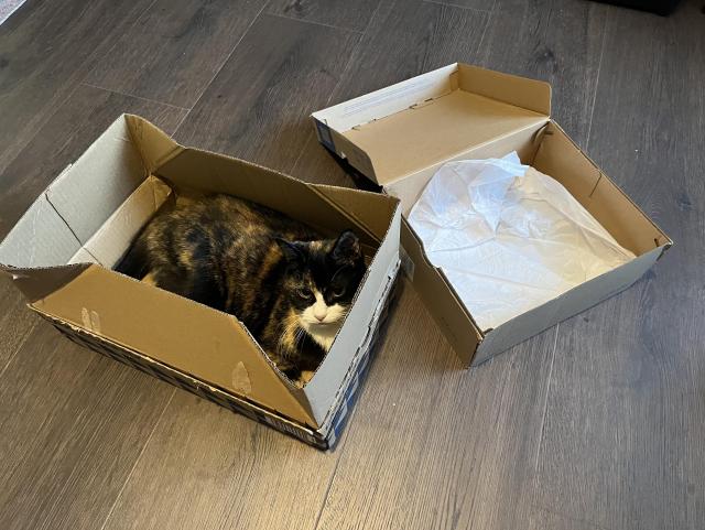 A tortie cat is relaxing in a cardboard box on the floor. Another open box lies next to her.