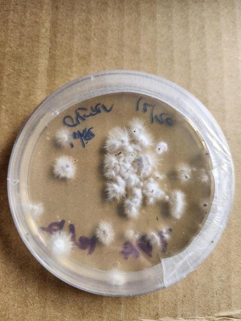 Petri dish with white mycelia spreading across the agar