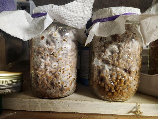 Two jars full of grain with cloth lids held in place by rubber bands. White mycelia is spreading throughout, eating the grain. These can be used as an inoculum for larger batch cultures.