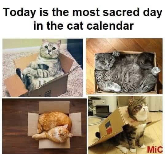 Today is the most sacred day in the cat calendar (4 cats in boxes)