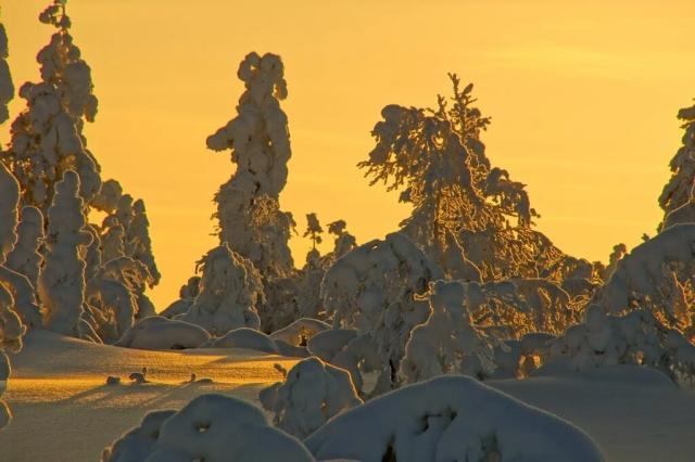 This is a landscape photograph featuring snow-covered trees against a warm, golden-orange sky. The trees are heavily laden with snow, creating rounded, almost bulbous shapes. Several trees stand prominently in the foreground and mid-ground, their branches distorted by the weight of the snow. The light source appears to be behind the trees, casting long shadows and highlighting the texture of the snow. The ground is also covered in a thick layer of snow, creating a uniform, undulating surface. There is no text in the image.
