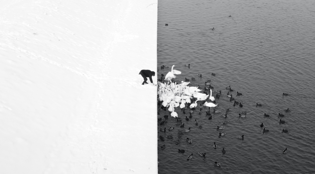 A photo where left half is entirely white (with barely visible footsteps indicating it's snow) and right is dark grey water, with a man standing on the bank and feeding white swans and some birds flocking toward him