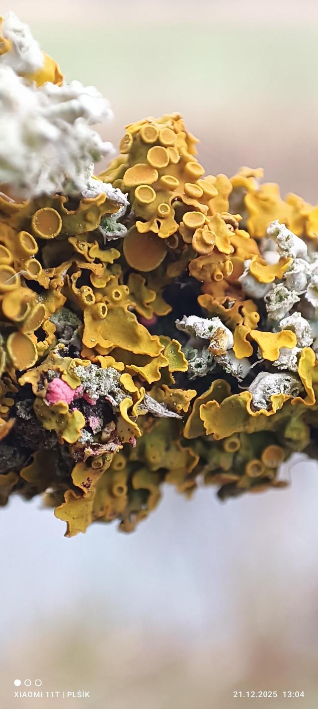 In the macro photograph, the twig is completely covered with gray-green and yellow lichen. In addition to the usual wavy surfaces, the yellow lichen also has round, tiny cups. Roughly halfway up the vertical photograph, a small pink lump protrudes from the lichen surfaces, which is a parasitic fungus. The background behind the twig is a blurred gray and brown color.
