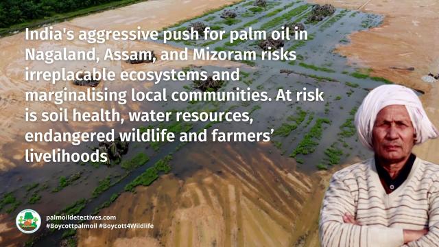In lush North East #India 🇮🇳🪷 a battle is being waged, between sowing native seeds versus industrial #palmoil #monoculture 🌴🔥 threatens rare #ecosystems #animals and an ancient way of life. #ecology #Boycottpalmoil #Boycott4Wildlife @palmoildetect.bsky.social https://palmoildetectives.com/2024/10/06/indias-palm-oil-plans-wreak-havoc-on-the-ground/?utm_source=mastodon&utm_medium=Palm+Oil+Detectives&utm_campaign=publer 
