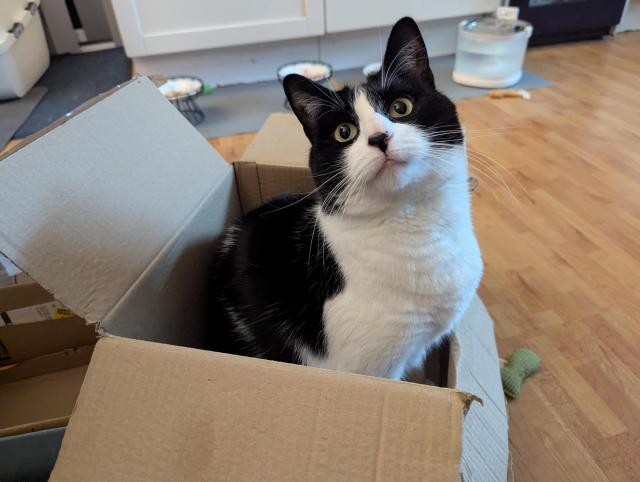 Jade, a young adult female black and white shorthair cat, sitting in a cardboard box, her head tilted inquisitively to one side.