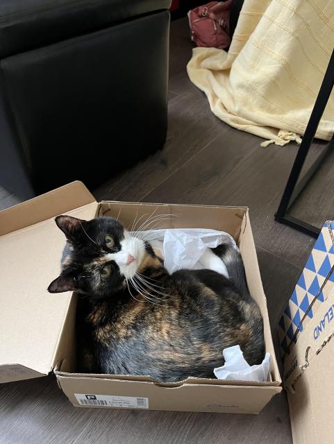 Tilly, a tortoiseshell tux cat, is lying in an empty shoe box lined with tissue paper. She is looking up at the camera.