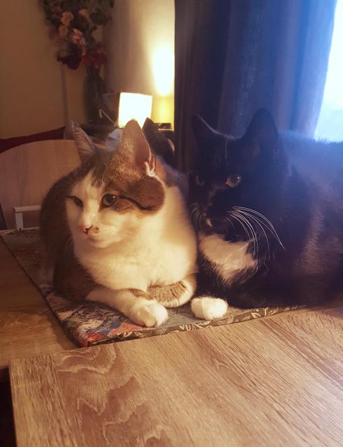 A somewhat strangely coloured but perfectly nice photo of two cats lounging side to side, shoulders touching. They are a white and brown classic tabby and a black and white tuxedo cat, and both have their left front paw curled under their chests and the right in front. They're lounging on a quilted pillowcase laid flat on a gray wood grain desk, both looking in the same direction, ears swivelled to listen to sounds neighbours are making. Despite the very different coloured fur, their skulls and eyes are remarkably similar in shape, and they do indeed look like brothers. Blue fading sunlight and warm lamplight from inside have confused the camera, so the white balance is a bit off.
