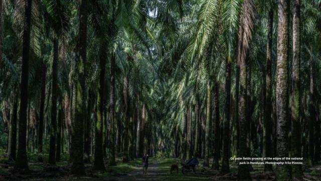 💀 Park rangers in #Honduras 🇭🇳 #SouthAmerica risk their lives every day to protect animals 🐒 #indigenous peoples and #rainforests from #palmoil plantations. Their fight is real. Resist when u shop! 💪 #BoycottPalmOil #Boycott4Wildlife @palmoildetect https://wp.me/pcFhgU-8YV?utm_source=mastodon&utm_medium=Palm+Oil+Detectives&utm_campaign=publer

