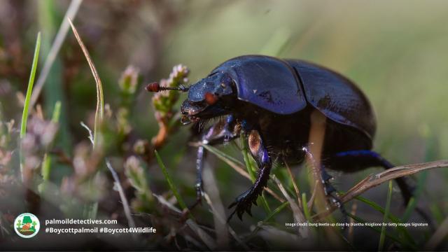 Dung #beetles 🪲🦗🐛 are unsung heroes of ecosystems. If both drought and fire kill off dung beetles, then the Amazon #rainforest is in serious trouble. Help them to survive by going #vegan and #Boycottpalmoil 🌴🪔☠️🤮⛔️ #Boycott4Wildlife @palmoildetect https://wp.me/pcFhgU-4IZ?utm_source=mastodon&utm_medium=Palm+Oil+Detectives&utm_campaign=publer 