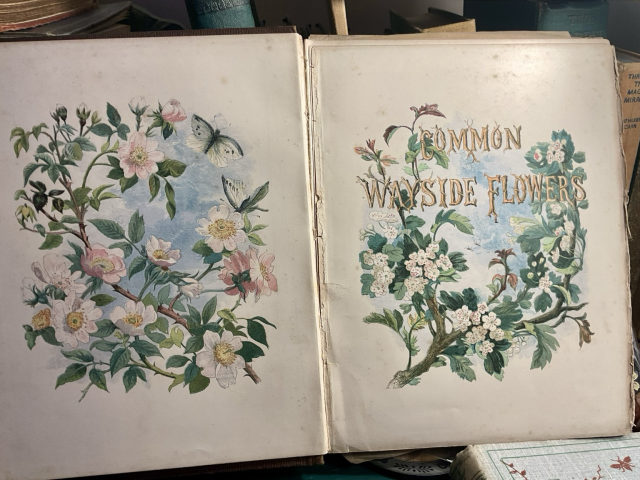 Common wayside flowers title page with wild roses and hawthorn flowers.