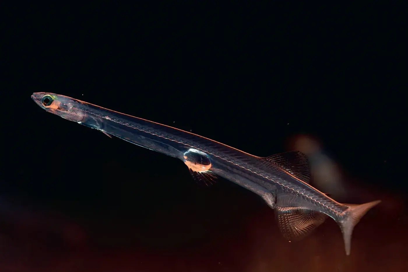 photo of a tiny translucent fish