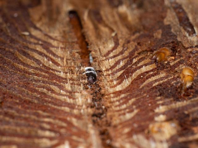 Photo of bark beetles in the bark of a spruce tree. The beetle in the middle is infected with the fungus Beauveria bassiana which shows as white mold on its surface.