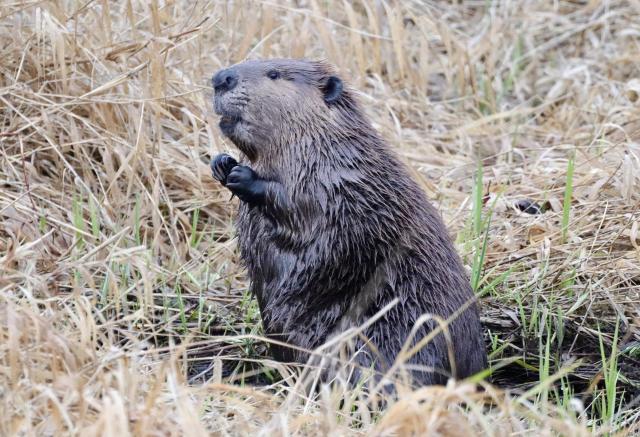 The adult beaver in the kettle sits up in the marsh grass looking pensive, its front paws held up to its chest. It' i brown with wet fur, grayish in the face, its nose big and black, eyes small and one ear showing cup-shaped.