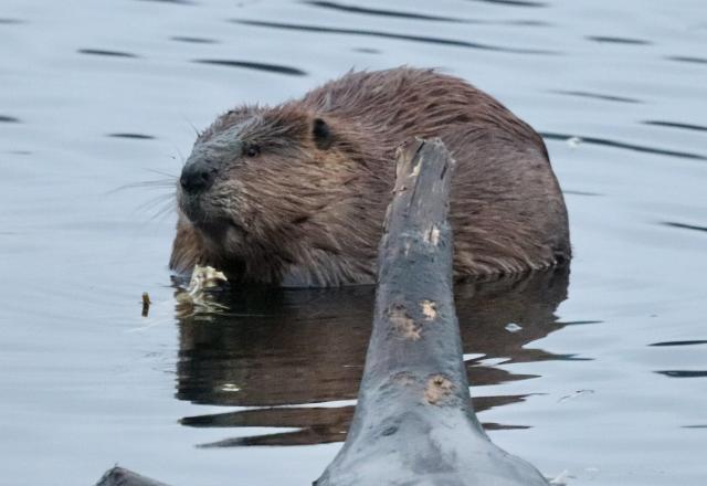 A large adult beaver sits on the submerged portion of a log on a lake shoreline, holding in its paws a lily pad root it is chewing on. It is particularly light brown in the face and head, almost blond.