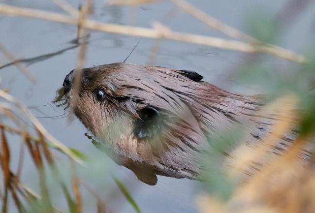 A small beaver floating in a creek side channel amongst brown vegetation. You can see only one side of it head, with the camera looking right into its round black ear. This is the cute small beaver we call Little Whittle.