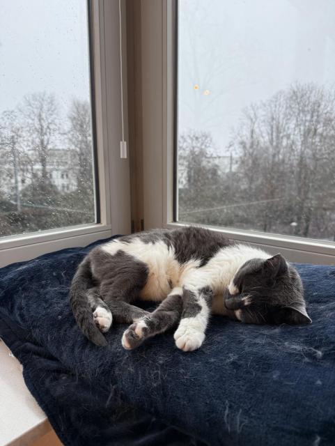Grey and white cat sleeping on her side on a fuzzy blue blanket in a corner window. She’s in a nice crescent shape and behind her you can see snowy weather outside. She looks happy and content. 