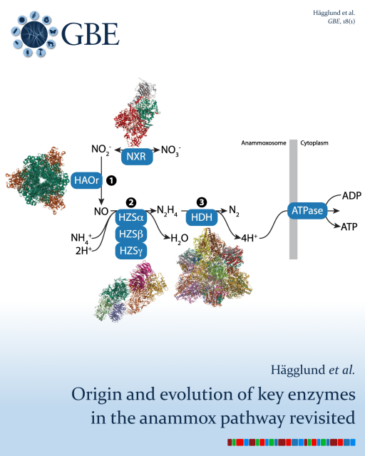 GBE | Origin and Evolution of Key Enzymes in the Anammox Pathway Revisited 