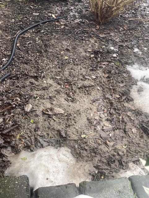 The soil in a neighbouring garden after the snow has melted looks like smudged puree, appears more like a building site than a garden as if nothing could ever grow in it