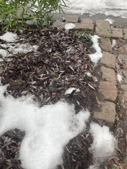 After the snow melts a thick cover of willow leaves is still protecting the ground and looks like what you'll find in a wood