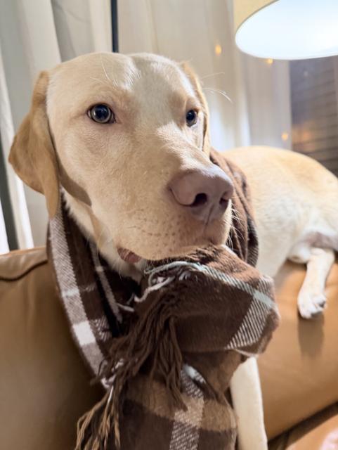 Jake my doggo, wearing a random blanket but still giving