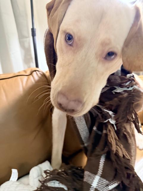 Jake my doggo, on the runway with his legendary look