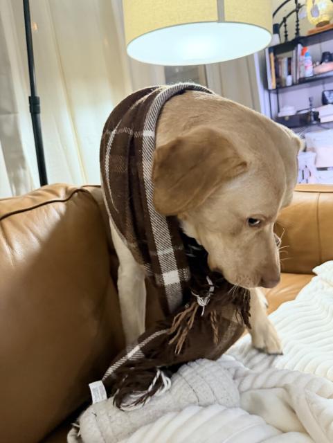 Jake my doggo, wearing a random blanket and just making sure your still looking