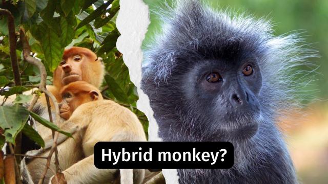 Widespread #PalmOil #Deforestation 🌴🚜🔥 is pressuring Proboscis #Monkeys 🐒🐵 and Silvery Lutungs to have hybrid offspring. This unusual behaviour has researchers worried. Help irreplaceable monkeys survive! #Boycottpalmoil 🌴🩸☠️🚫 #Boycott4Wildlife https://palmoildetectives.com/2022/08/18/a-mystery-monkey-in-borneo-may-be-a-rare-hybrid-between-a-proboscis-monkey-and-silvery-lutung/?utm_source=mastodon&utm_medium=Palm+Oil+Detectives&utm_campaign=publer 
