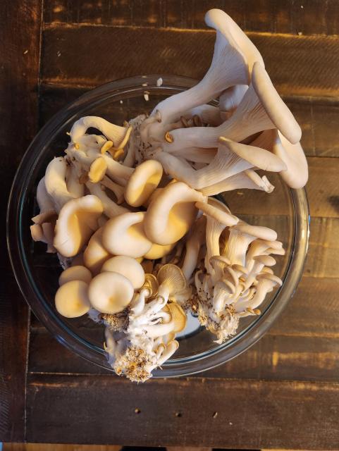 Bowl of white oyster mushrooms