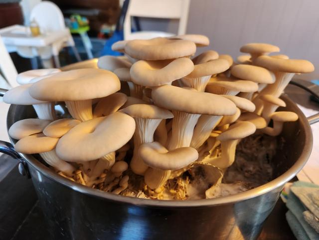White oyster mushrooms growing in a pot
