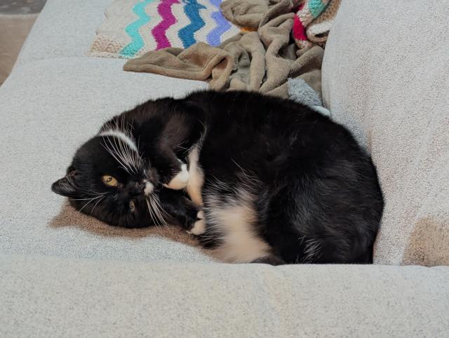 Patsy, a whiskery tuxedo cat, is lying on her side on a sofa, her front paws tucked up to her chest. Her secret white belly flash is on display. She is looking upside-down at the camera.
