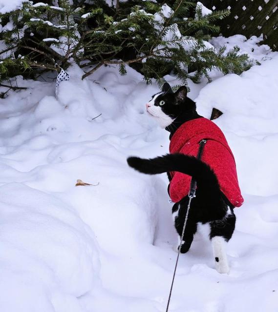 Tuxedo cat in red and black fleece coat, tail swishing, walking on a trail carved into the snow, heading towards an evergreen, but pausing to listen to birds.