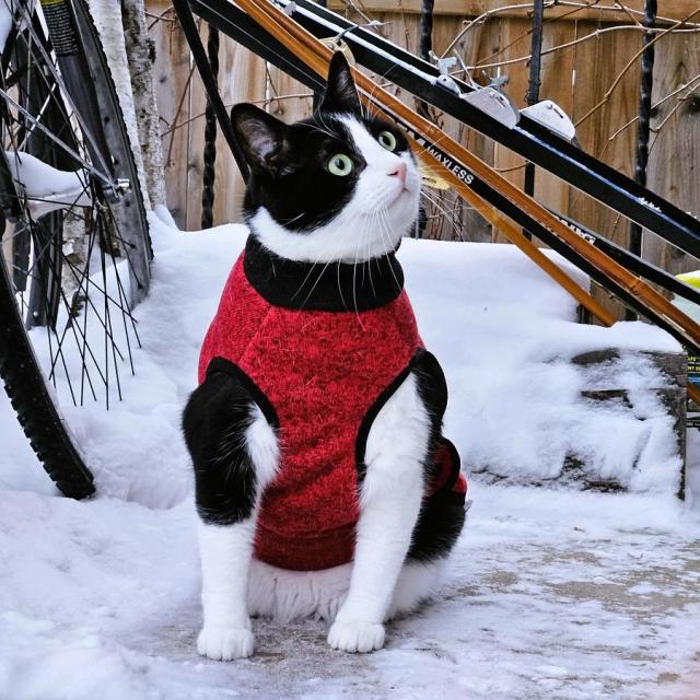 Tuxedo cat in red and black fleece, sitting on snowy front porch with x-country skis and poles in the background.