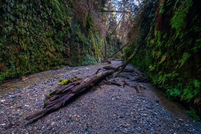 A dead tree lies on rocks between fern walls. [Fuji X-T5 / Fuji 10-24]