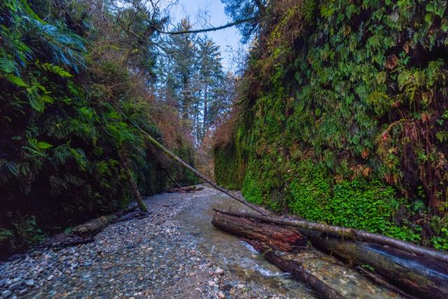 Tree bits lie between fern walls. [Fuji X-T5 / Fuji 10-24]