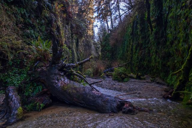 A large stump lies in water between ferny walls. [Fuji X-T5 / Fuji 10-24]