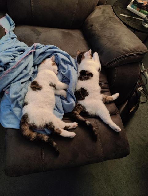 Tails and Sparky asleep yet again on a blue blanket. Both cats are 3m old and white with tabby splotches and tails.