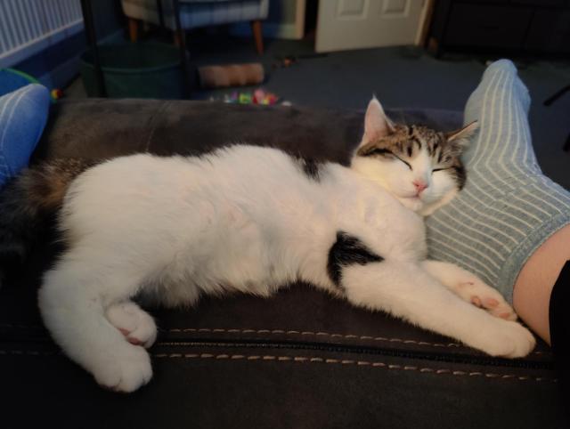 Tails asleep on the sofa, by my foot. She's 3m old and white with tabby splotches and tail.