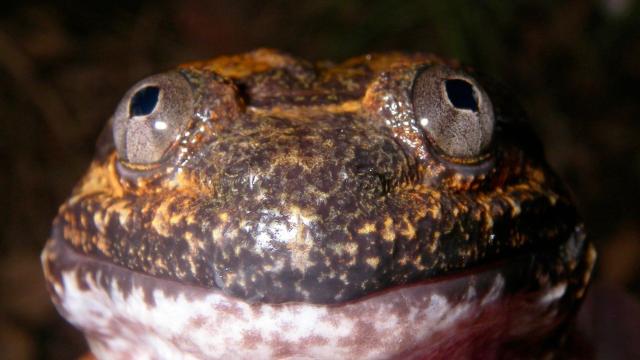 #Researchers have identified a species of #frog Limnonectes phyllofolia completely new to #science. The tiny #Indonesian #amphibians have unusual fangs in their jaws thought to be used to defend territory #Boycottpalmoil #Boycott4Wildlife @palmoildetect https://palmoildetectives.com/2024/07/28/the-worlds-smallest-fanged-frog-found-in-indonesia/?utm_source=mastodon&utm_medium=Palm+Oil+Detectives&utm_campaign=publer 