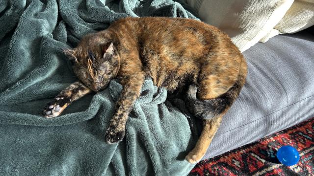 A beautiful tortoiseshell cat curled up (shrimp style) on a green fuzzy blanket. Both front paws are out and one is turned towards the camera revealing black toe beans getting warmed in the sun. Her black tipped tail is curled around her back leg (the orange one). Her reddish brown fur is glowing in the warm light. Her eyes are closed tight and ears are perked up but relaxed. 