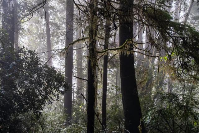 Moss on a tree glows in the morning light. [Fuji X-T5 / Tamron 18-300]