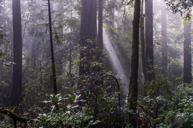 A single Sunday emerges from behind a tree in the forest. [Fuji X-T5 / Tamron 18-300]