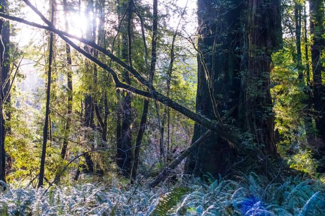 Ferns and moss are lit by the morning sun. [Fuji X-T5 / Tamron 18-300]