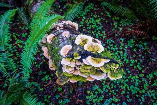 A cluster of mushrooms grows on a log. [Fuji X-T5 / Tamron 18-300]