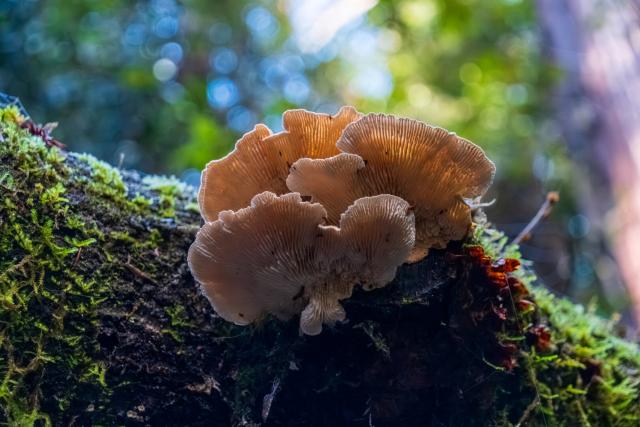 The gills of a little mushroom lit by the sun. [Fuji X-T5 / Tamron 18-300]